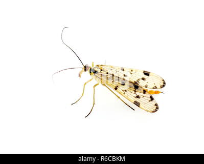 Scorpione comune volare Panorpa communis su sfondo bianco Foto Stock