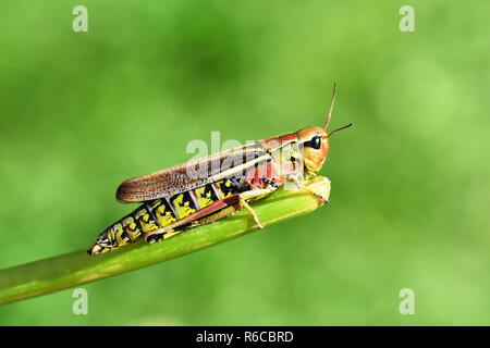 La grande palude grasshopper Mecostethus grossus su sfondo verde Foto Stock