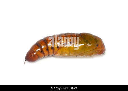 Pupa del raccolto di Pest Helicoverpa armigera isolati su sfondo bianco Foto Stock