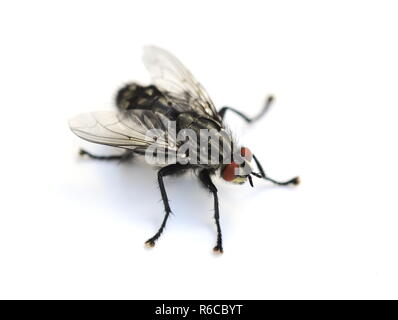 Common housefly Musca domestica isolati su sfondo bianco Foto Stock