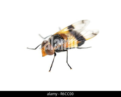 La hoverfly Volucella pellucens su sfondo bianco Foto Stock