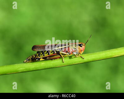 La grande palude grasshopper Mecostethus grossus su sfondo verde Foto Stock