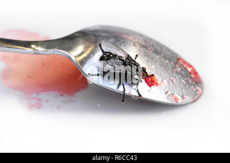 Common housefly Musca domestica su un cucchiaio Foto Stock