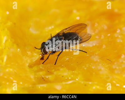 Cluster comune volare Pollenia sp. mangiare su una fetta d'arancia Foto Stock