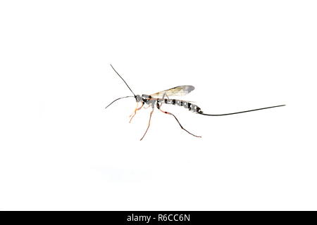 Parassita gigante Sabre wasp Rhyssa persuasoria su sfondo bianco Foto Stock