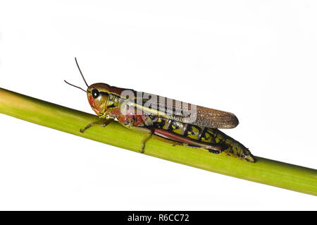 La grande palude grasshopper Mecostethus grossus isolati su sfondo bianco Foto Stock