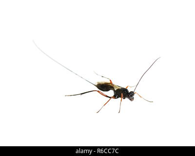 Femmina del parassita Stenarella wasp domator con tempi estremamente lunghi ovipositor su sfondo bianco Foto Stock