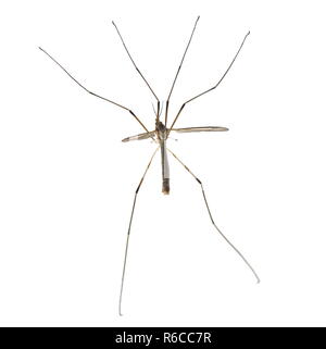 Vero cranefly Tipula paludosa su sfondo bianco Foto Stock