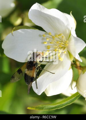 La hoverfly Volucella pellucens su un fiore bianco Foto Stock