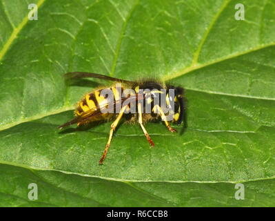 Norwegian wasp Dolichovespula norwegica seduto su una foglia verde Foto Stock