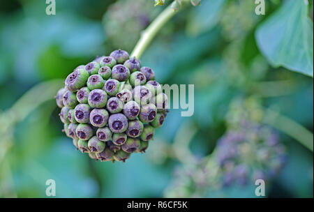 Frutti di Hedera helix, l'edera comune o unione ivy, famiglia Araliaceae Foto Stock
