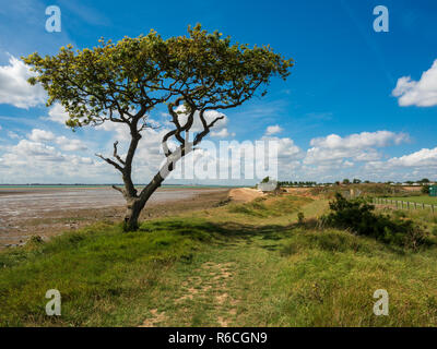 Spiaggia paesaggio con Lone Tree East Mersea Island Essex Foto Stock