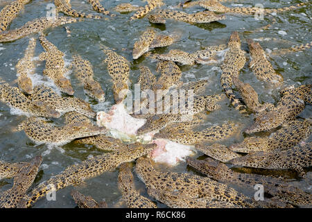 I giovani baby coccodrilli alimentando in modo aggressivo su una carcassa di pollo ay un allevamento a Cuba. Foto Stock
