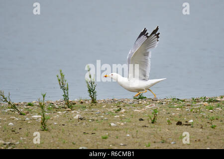 Gabbiano mediterraneo in abito di razza in Baviera Foto Stock