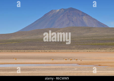 Il Perù, El Misti Vulcano, Salinas e Aguada Blanca Prenotazione Nazionale Foto Stock