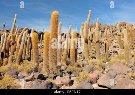 Bolivia, Incahuasi isola al centro del Salar de Uyuni, Cactus Foto Stock