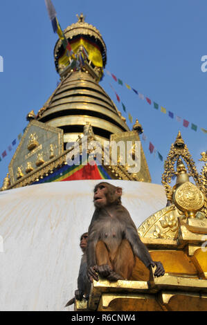 Il Nepal, Kathmandu, Swayambhunath Stupa, Monkey Temple Foto Stock