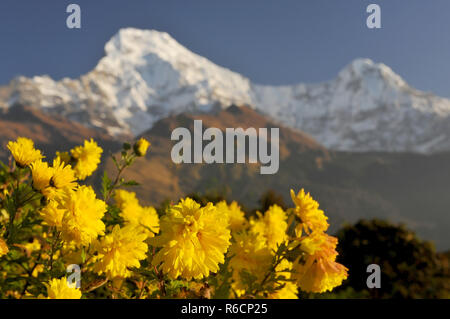 Il Nepal, Annapurna Area di Conservazione, Annapurna Sud vista da Tadapani, Nepal Himalaya Foto Stock