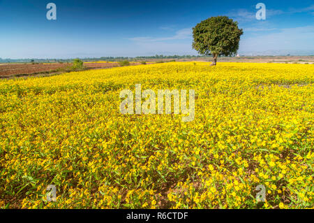 Giallo Fiore di sesamo campi e albero vicino a Lago Inle in Myanmar Foto Stock