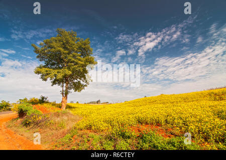 Giallo Fiore di sesamo campi e albero vicino a Lago Inle in Myanmar Foto Stock