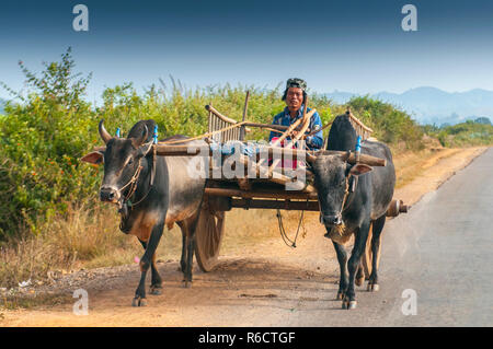 Birmano uomo rurale la guida carrello di legno con fieno sulla strada polverosa aspirata da due bufali bianco paesaggio rurale e tradizionale villaggio la vita in Birmania countr Foto Stock