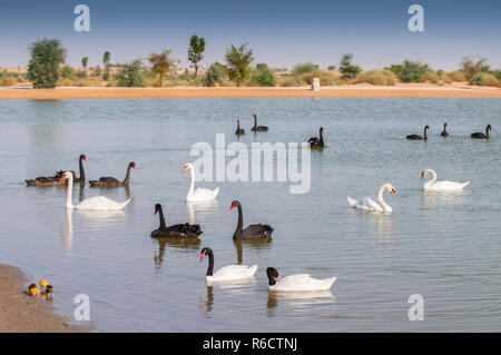Uccelli selvatici al nuovo Al Qudra laghi oasi nel deserto, un sistema artificiale di laghi e stagni , in Dubai Emirati Arabi Uniti Foto Stock