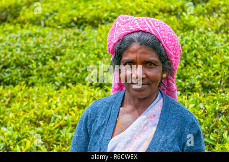 Una donna Tamil dello Sri Lanka si rompe le foglie di tè sulla piantagione di tè con il tè tradizionale metodo di spiumatura a Haputale, Sri Lanka Foto Stock