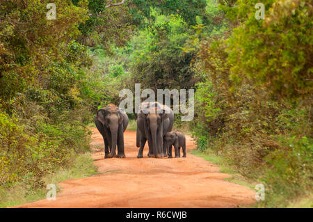 O Asiatico elefanti asiatici (Elephas maximus) Famiglia attraversare la strada al Yala National Park, Sri Lanka Foto Stock