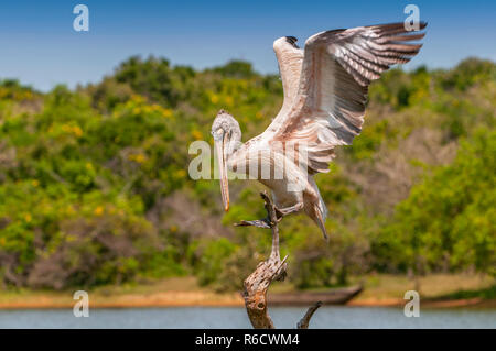 Spot-Billed pellicano o Pellicano grigio (Pelecanus philippensis), Yala National Patk, Sri Lanka Foto Stock