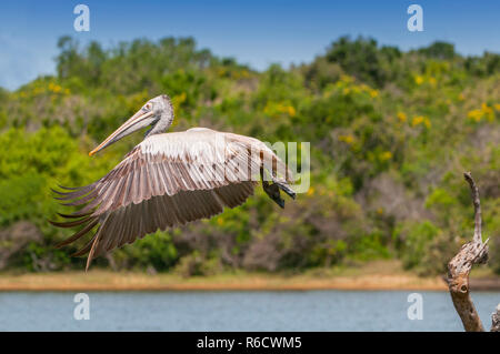 Spot-Billed pellicano o Pellicano grigio (Pelecanus philippensis), Yala National Patk, Sri Lanka Foto Stock