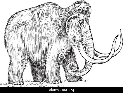 Big mammoth. Animale estinto. Gli antenati degli elefanti. In stile vintage. Mano inciso bozzetto. Illustrazione Vettoriale Illustrazione Vettoriale