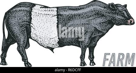 Agriturismo il bestiame bull o vacca. naturale del latte e della carne. Razze diverse di fattoria animale domestico. Incisi disegnati a mano disegno monocromatico. Linea Vintage arte. Illustrazione Vettoriale