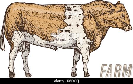 Agriturismo il bestiame bull o vacca. naturale del latte e della carne. Razze diverse di fattoria animale domestico. Incisi disegnati a mano disegno monocromatico. Linea Vintage arte. Illustrazione Vettoriale