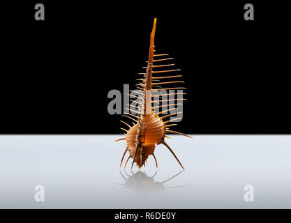 Welk shell, studio shot Foto Stock