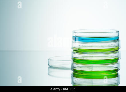 Il blu e il verde di liquidi in piastre petri, sfondo semplice Foto Stock