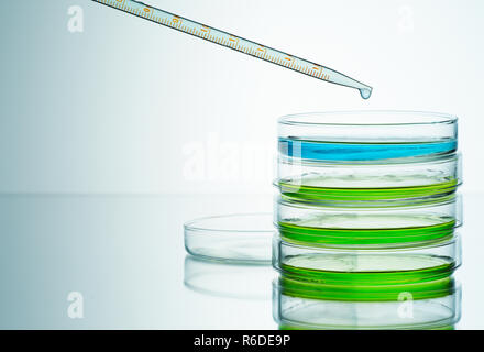 Il blu e il verde di liquidi in capsule petri con la pipetta, sfondo semplice Foto Stock