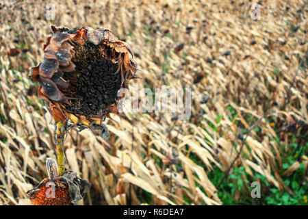 Primo piano dei morti le teste dei fiori in un campo di girasoli morente in primo piano su del The Pennine Way vicino a Barnsley, in Inghilterra su un inverni tempestoso giorno Foto Stock