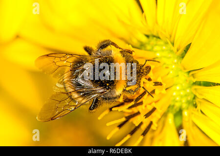 Buff-Tailed Bumblebee sulla bussola fiore Foto Stock