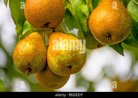 Pere in una struttura ad albero Foto Stock