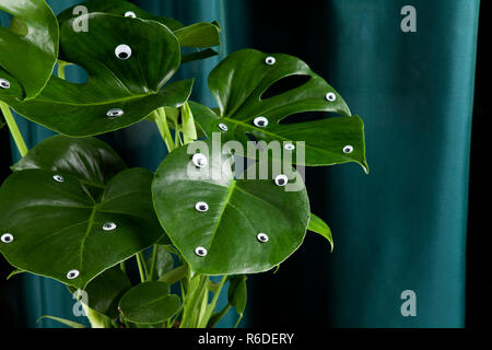 Gli occhi di mostro gradiente monstera tendina Foto Stock