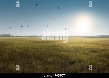 Uccelli in volo sopra il verde erba campo Foto Stock