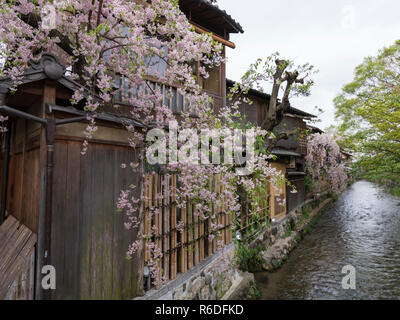 Case di legno dal fiume in fiore di ciliegio stagione nel quartiere di Gion a Kyoto, Giappone Foto Stock