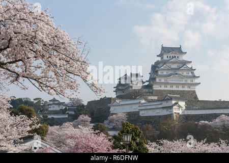 Il castello di Himeji durante la fioritura dei ciliegi stagione Foto Stock
