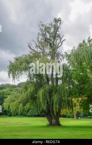 Croton On Hudson, New York, Stati Uniti d'America: un salice (Salix alba) -- anche chiamato sallow tree -- a Croton Punto Parco lungo il fiume Hudson in Westchester Cou Foto Stock