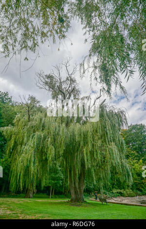 Croton On Hudson, New York, Stati Uniti d'America: un salice (Salix alba) -- anche chiamato sallow tree -- a Croton Punto Parco lungo il fiume Hudson in Westchester Cou Foto Stock
