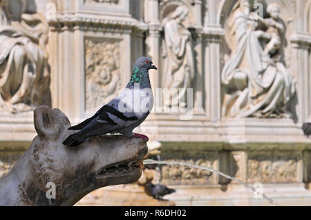 Pigeon sulla Fonte Gaia, Fontana di gioia, Piazza del Campo a Siena, Italia Foto Stock