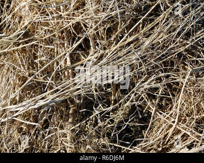 struttura della paglia Foto Stock