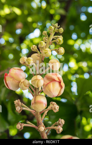 Cannonball fiore o Sal fiori (Couroupita guianensis) sulla struttura ad albero Foto Stock