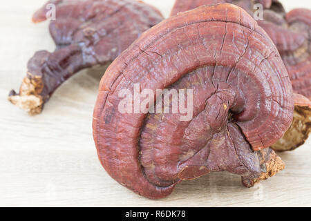 Ganoderma lucidum fungo su legno Foto Stock