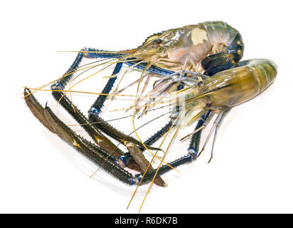 Gigante di gamberi di acqua dolce Foto Stock